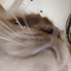 SkittlesLord's Avatar'