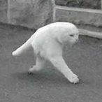 dablicator's Avatar'