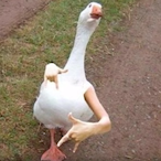 largeduckcheese's Avatar'