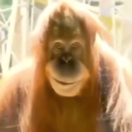 Mayonat0r's Avatar'