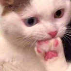 NatalieMreow's Avatar'