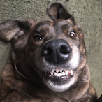 TNS.Meatball's Avatar'