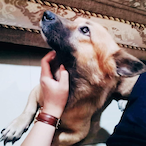 Pharaoh-.-'s Avatar'