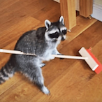 FeralRaccoon's Avatar'