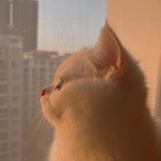 Curtain37.ZzZz's Avatar'