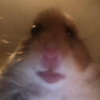 wvlidoski's Avatar'