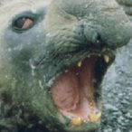 IFOLDNAPKINS33's Avatar