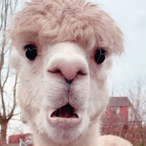 crocrocrow's Avatar'