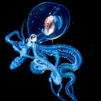 XIMANDMAGA's Avatar'