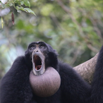 Actual_Siamang-'s Avatar'