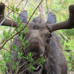 Disguised_Moose's Avatar'
