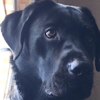 DogSnackies's Avatar'