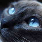 Giga-NOPE-'s Avatar'