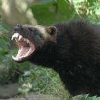 ADHDWolverine's Avatar'