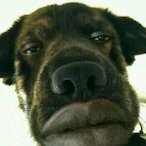 DOGGYTREAT01's Avatar'