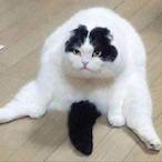 Dr.Pancakes's Avatar'