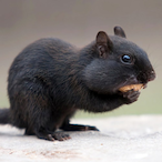 lablackchipmunk's Avatar'