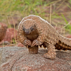un_pangolin's Avatar'