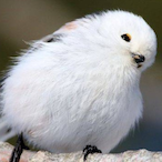 Chromartha's Avatar'