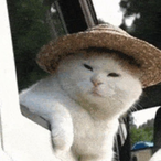 StrongestKitten's Avatar'
