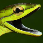 Terrusbjga's Avatar'