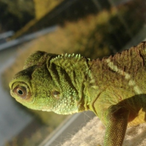 PowerGymnast198's Avatar