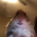 CheeseChic's Avatar'