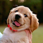 RoIePl4yer8's Avatar'