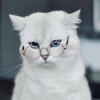 Meow_Meow_Meow_'s Avatar'