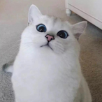 WanJiangXue's Avatar'