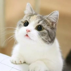 YourFaceCat's Avatar'