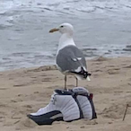 goooopmane's Avatar'