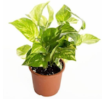 Plant._'s Avatar'