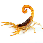 Scorpio29260's Avatar'
