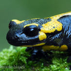 Primula_XD's Avatar'