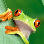 cucoomber's Avatar'