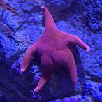 Enormous_Pleb's Avatar'