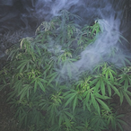 MyLiveMatter's Avatar'