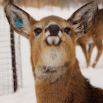 OhDeerMe's Avatar'