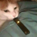 Chudgus21's Avatar'