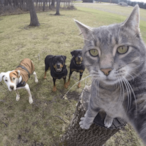 Sonoamicotuo's Avatar'