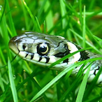 SiklosMimon's Avatar'