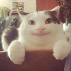PoliteNeko's Avatar'