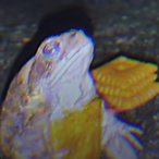 MyzticWaffle's Avatar'