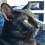 mutethewrld's Avatar'