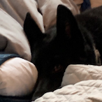 Monkeybirdman0's Avatar'