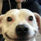 Sharkikang's Avatar'