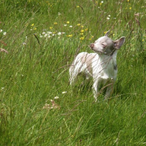 Rijstwafel88's Avatar