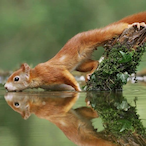 Oachkatzl.RP's Avatar'