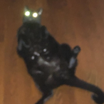 Gizmo328's Avatar'